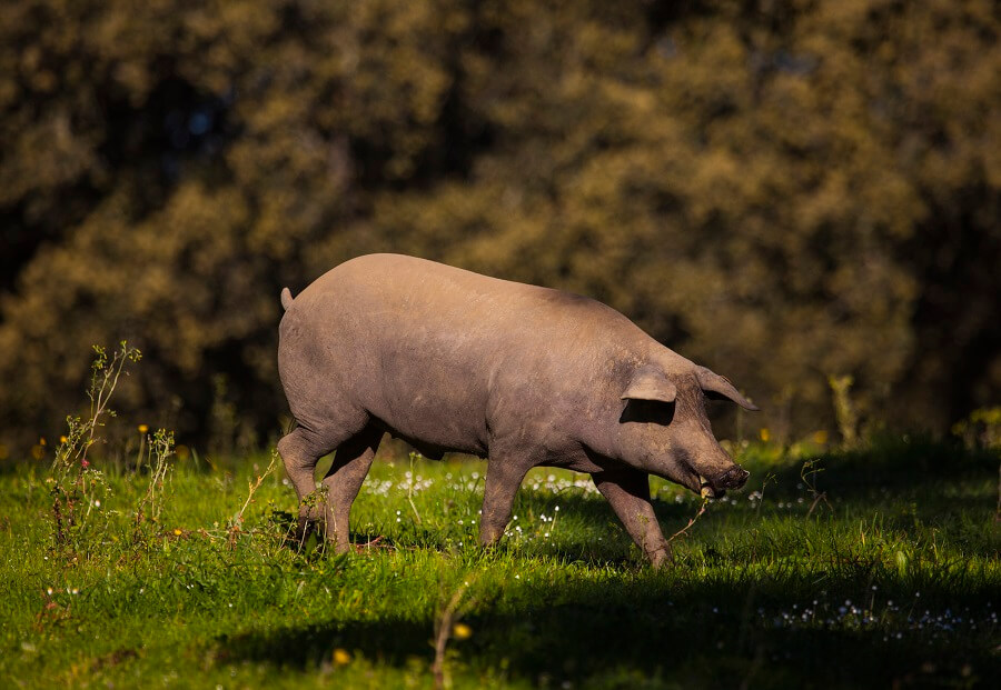 Why do muslims not eat pork joselito joselito blog