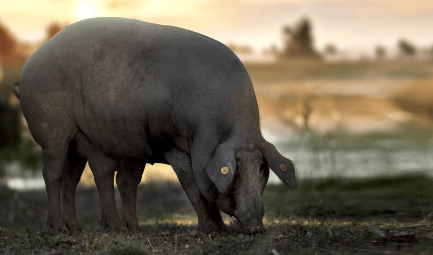 El primer cerdo Joselito de seis patas | Joselito Blog
