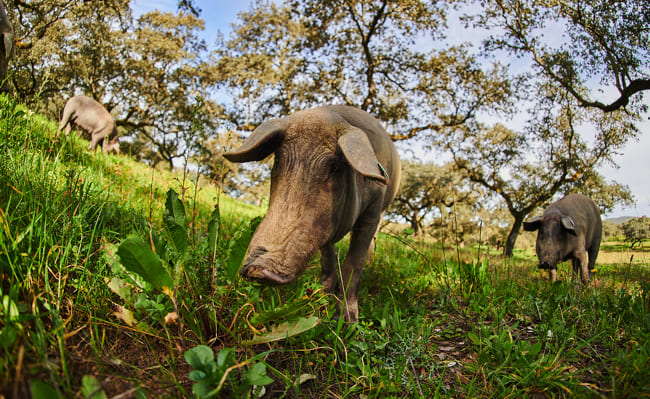 Los cerdos más sostenibles, los cerdos de Joselito